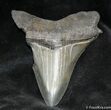 Megalodon Tooth - Sharp tip and Serrations #938-2